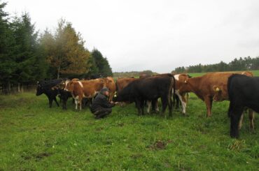 Henrik ved sine ungdyr - de er slet ikke vilde selvom de er hos køerne hele deres mælkefodringstid.